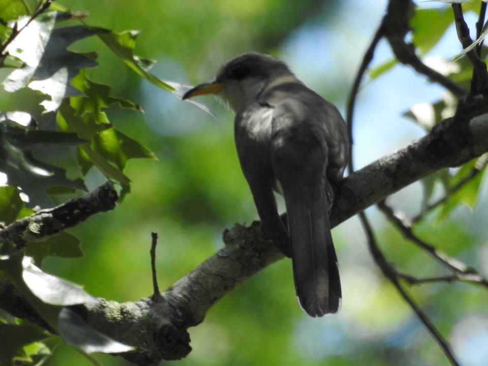 Armand Bayou skies are buzzing with migrating birds, turning every moment into a show of nature’s majestic travelers.