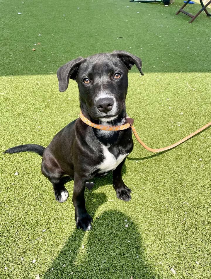 Inmate Miguel got brought back and needs you to adopt him forever so he doesn’t die due to neglectful previous owners.