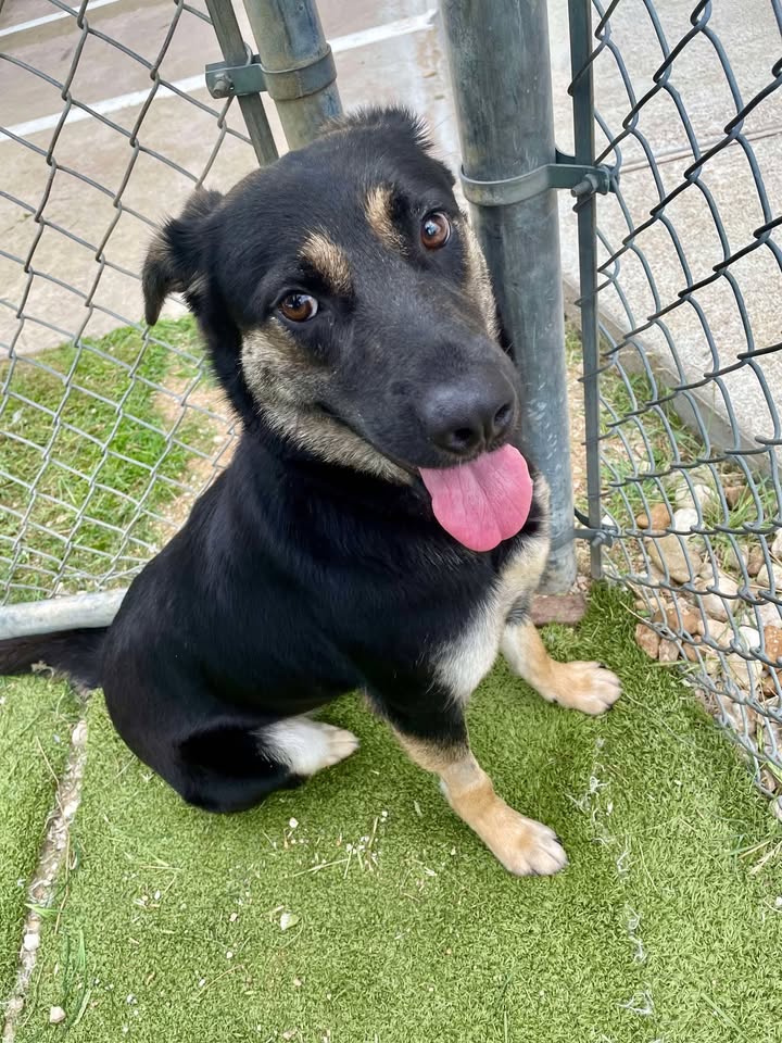 Bounce Blossom from the Animal Shelter for free because she’s ended up on the short list to take the death walk and you’ll have a friend for life.