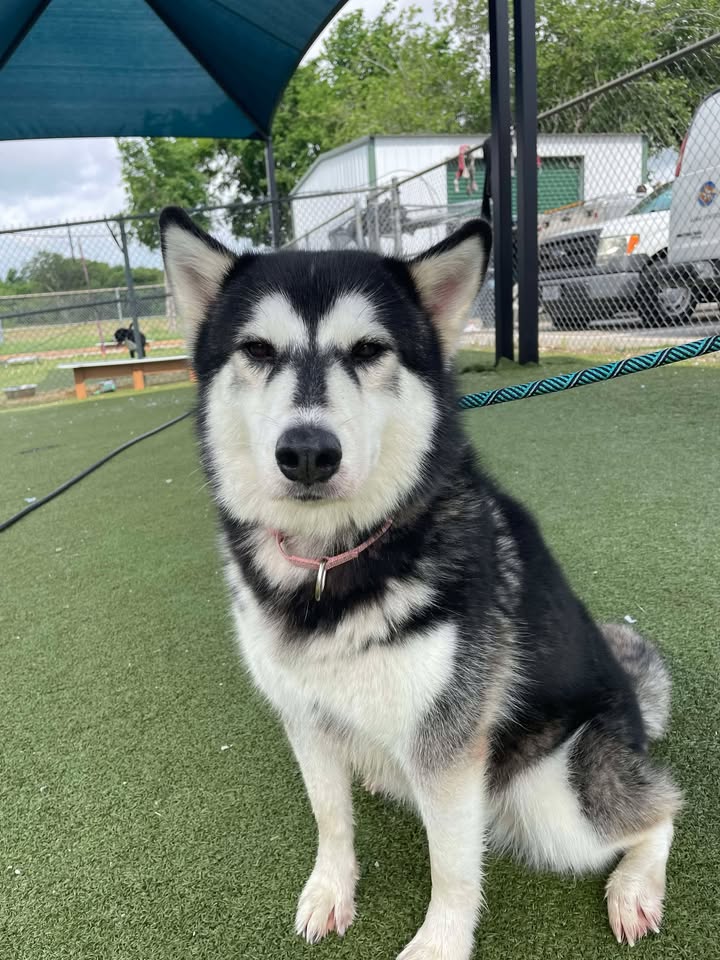Animal Shelter tenant Winter has no time to wait for winter to get adopted for free because she’s on the urgent lit and we all know what that  means.