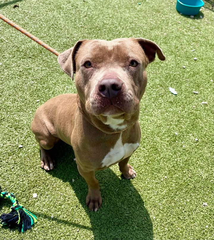 Dallas, a hopeful dog, patiently waiting for you to give him a chance by adopting him for free before his soon expiration date expires.