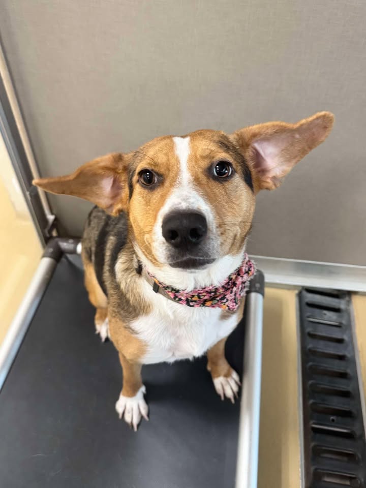Meet the champion of ET ears Gidget. Adopt her today her today for free before she has to be part of the earth.