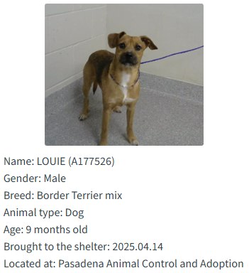 Meet the Animal Shelter’s longest-stay dogs, waiting for a responsible home and a chance to thrive outside the shelter.
