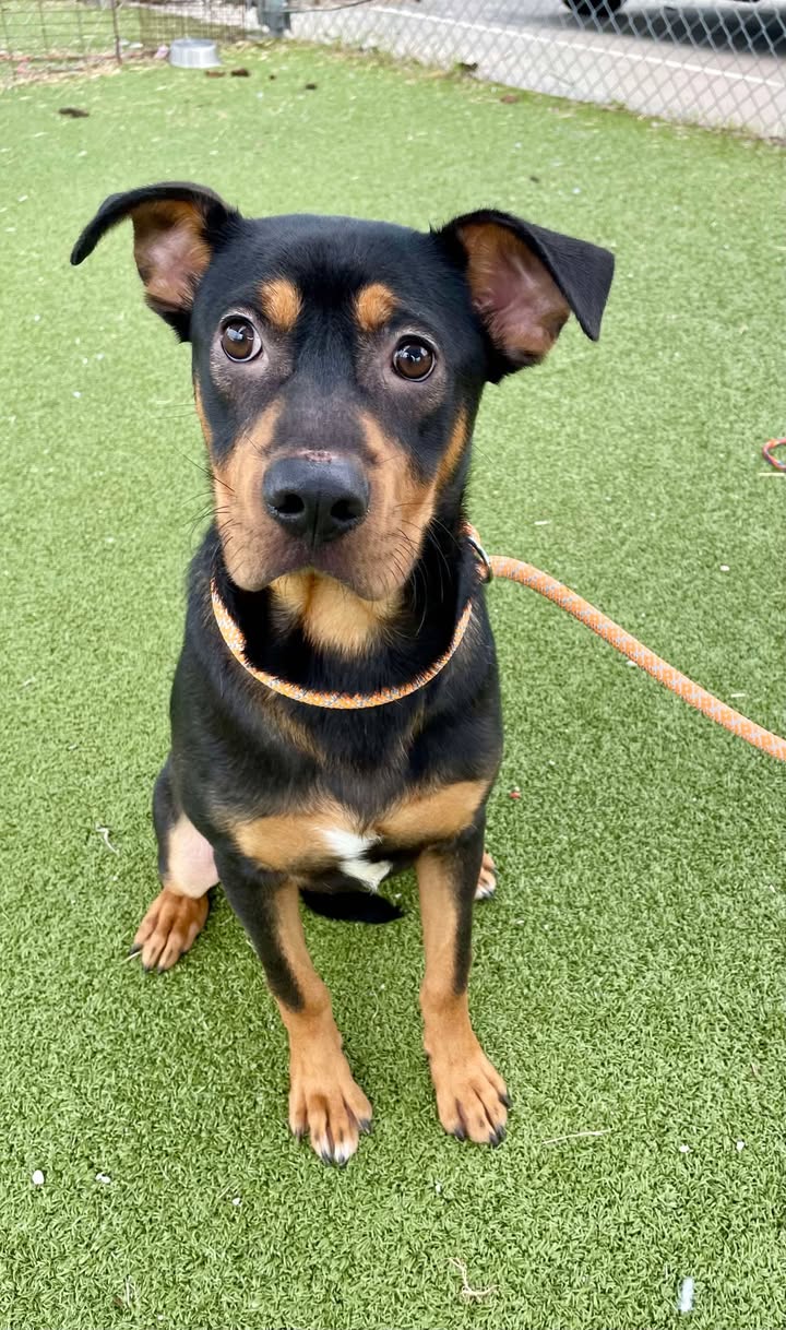 Meet Jordan, the cutest puppy whose heart is bursting with love and hope he gets adopted to escape his pending death.