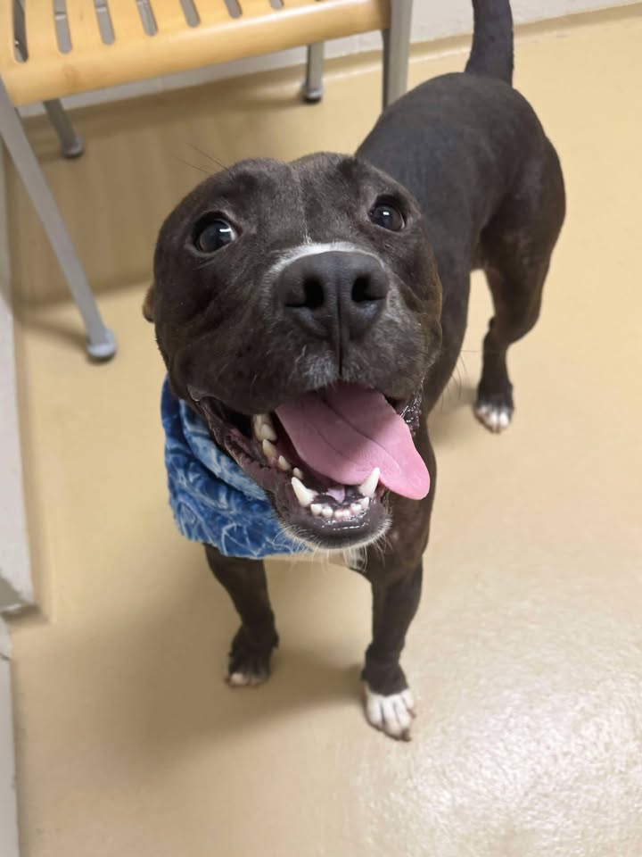 Meet Tango, an Animal Shelter inmate whose radiant smile will brighten your day. Now is the time to get him because he’s free to adopt and will die if you don’t get your responsible self over there.