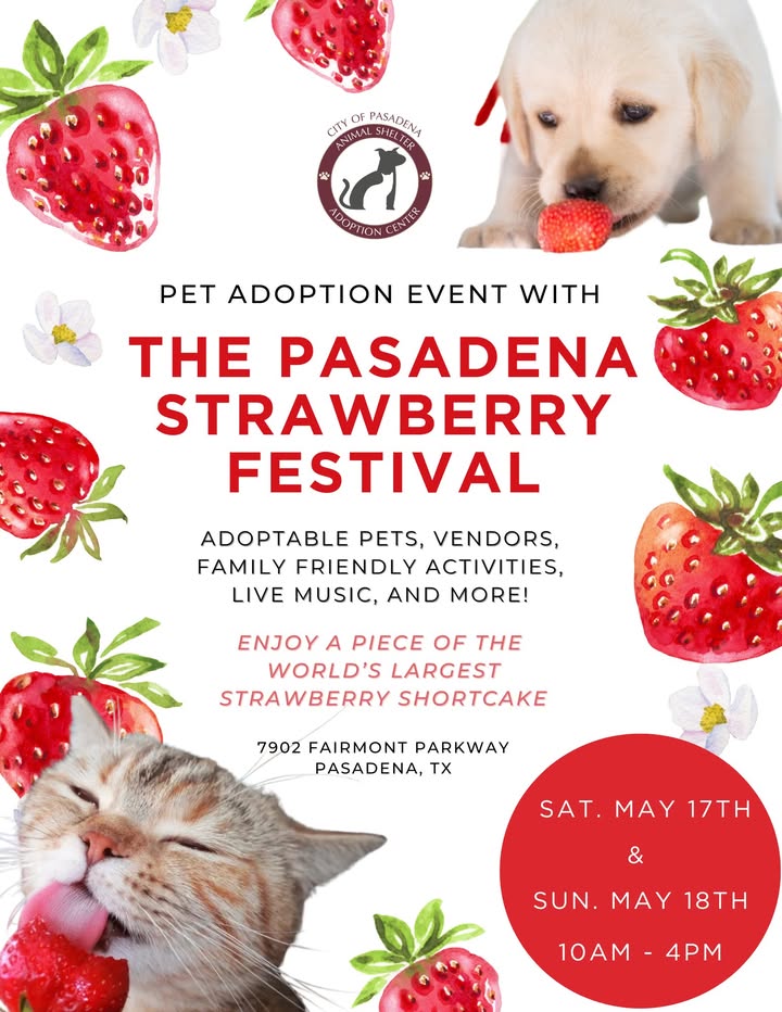 This weekend at the Pasadena Strawberry Festival for family fun and Animal Shelter inmates waiting on you to become a forever homes.