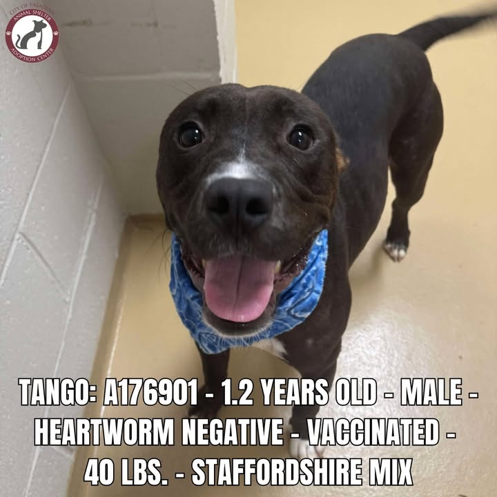 Three dogs are in urgent need of loving homes before it’s too late and they have to die.