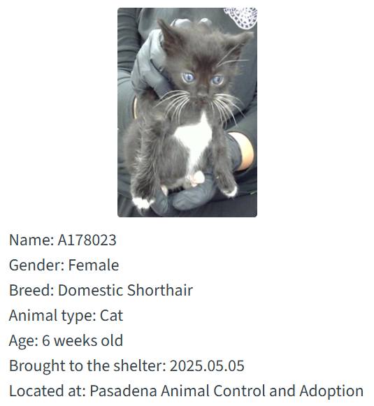 Kittens are waiting for you at the Animal Shelter, ready to fill your home with playfulness for just .