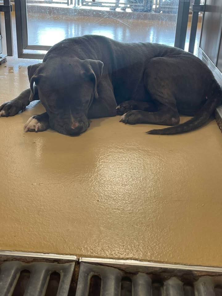 Poor Candace needs your big heart to fix her and home her so she doesn’t die due to irresponsible previous owners.