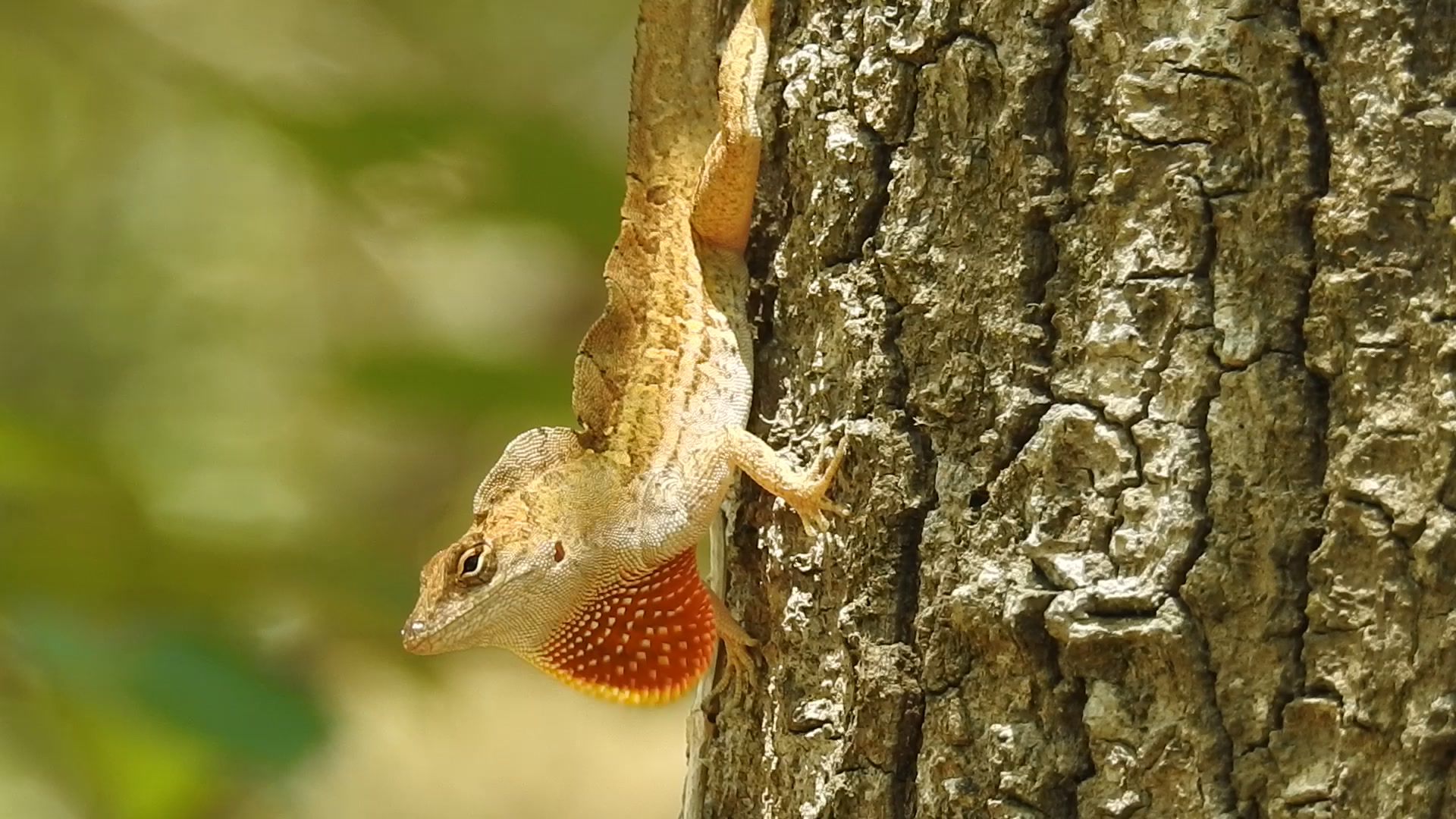 The tiny Cuban brown anole, a sneaky invader competing, pushing native anoles to higher branches. The tiny Cuban brown anole, a sneaky invader competing, pushing native anoles to higher branches.