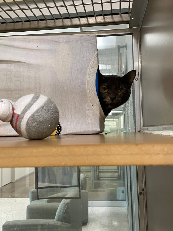 In a world too loud, Callie the cat seeks your good heart to give her a stay of execution before her number comes up.