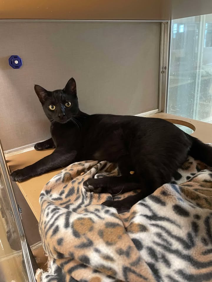 Inmate Sweety is ready to purr and pat yarn into the night on your lap so yall can just laugh and laugh. Adopt soon because his number is almost up for the kill shot.