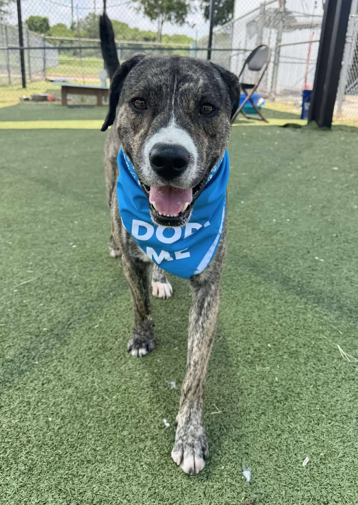 Inmate Joe’s waiting for his owner who apparently doesn’t care, his blood pressure is rising and his only hope to escape death is for you to adopt him.