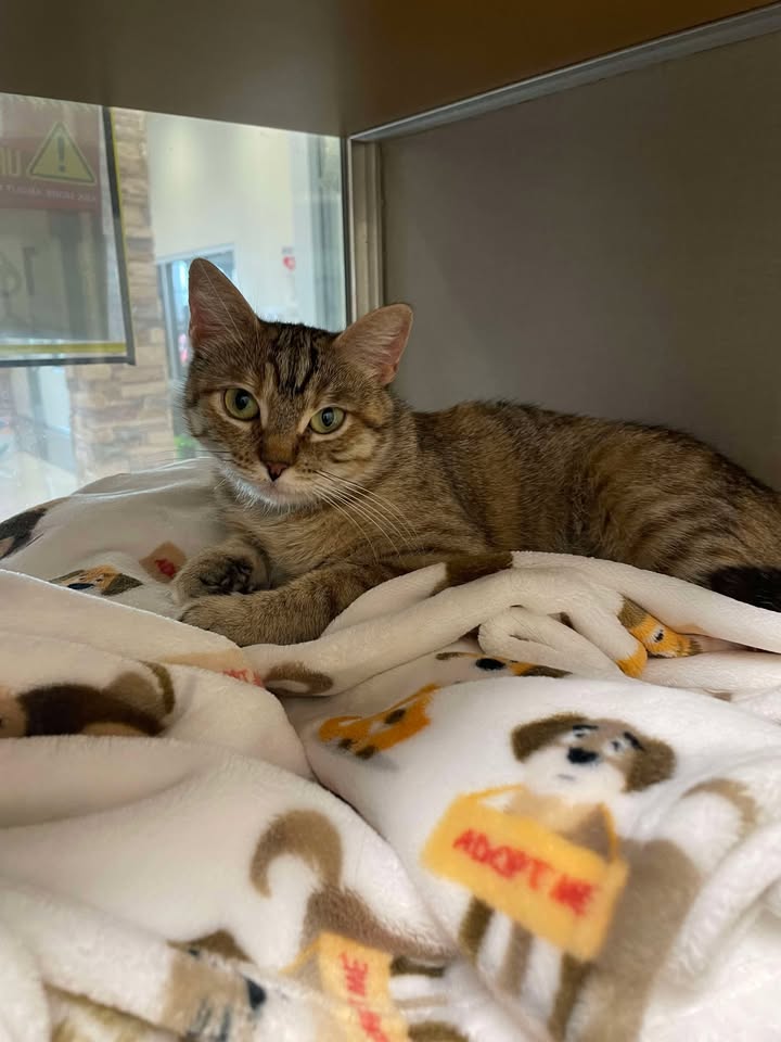 Meet Jenna cat, your future cuddle buddy you need to pick up here pretty quick at the Animal Shelter because her stay is short.