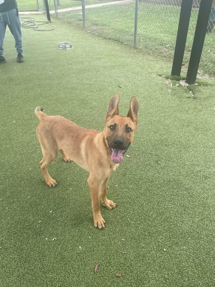Time’s a ticking for Finn. Winner of the Southeast Cutest Ears Champion he needs you to adopt him for free.