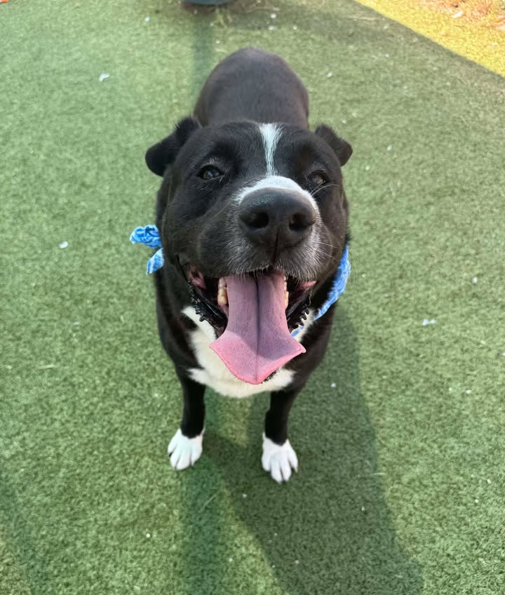 Inmate Swiss Roll has less time to live due to irresponsible past owners. The time is now to deport him from the Animal Shelter for free.