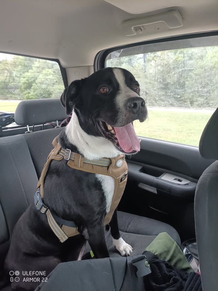 Jackson, a bouncy, playful dog who adores kids and water. Perfect for an active family ready for endless fun. Jackson, a bouncy, playful dog who adores kids and water. Perfect for an active family ready for endless fun.