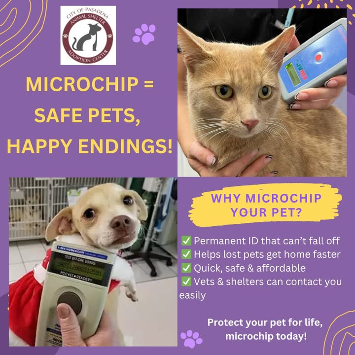 Lost pets can’t call home. With a free microchip from the Animal Shelter someone can.