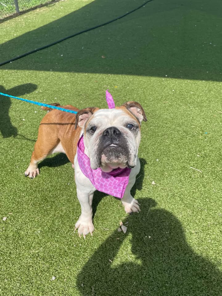 Rescue Rose, a gentle soul seeking a soft bed and love to heal before her time at the Animal Shelter is terminated. Rescue Rose, a gentle soul seeking a soft bed and love to heal before her time at the Animal Shelter is terminated.