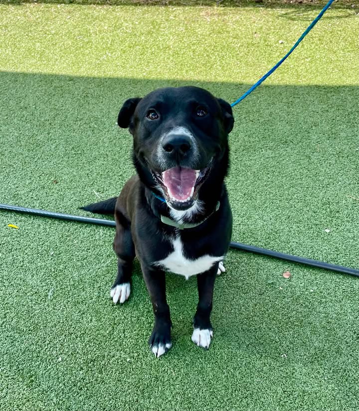 Gentle inmate Chip, a lovable Lab mix, needs your big heart to save his life before it’s too late.