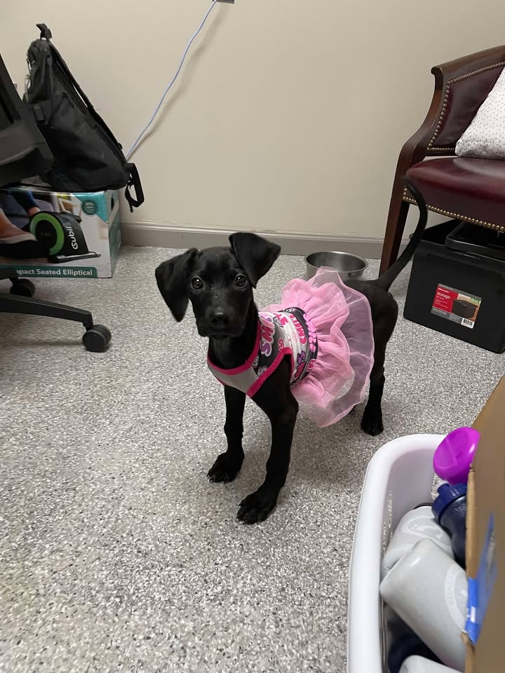 Lillian’s fashion choices brighten her recovery; now, the only thing she needs is you to adopt her for free so she escapes execution.