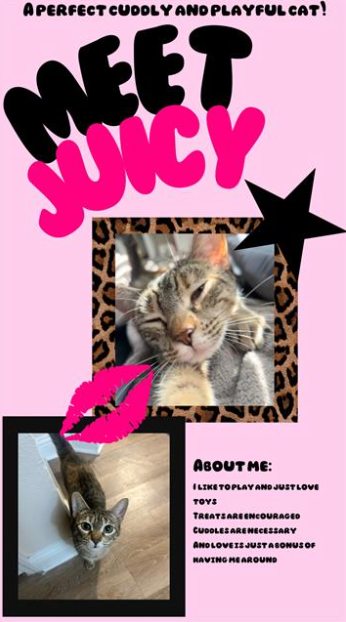 Meet Juicy and Couture, two fabulous felines ready to steal your heart and become your new best friend. Meet Juicy and Couture, two fabulous felines ready to steal your heart and become your new best friend.