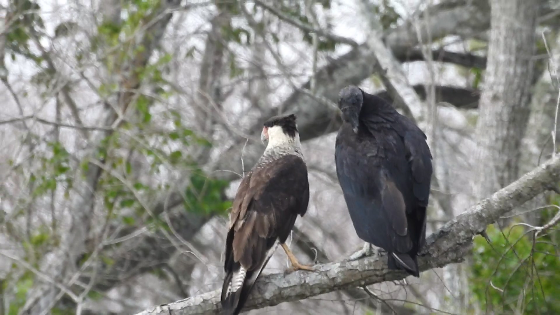A black vulture and crested caracara have teamed up at Armand Bayou then they did some words that I don’t what they mean. A black vulture and crested caracara have teamed up at Armand Bayou then they did some words that I don’t what they mean.
