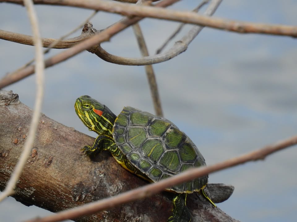 The adaptable red-eared slider thrives, showcasing the state’s incredible turtle diversity. The adaptable red-eared slider thrives, showcasing the state’s incredible turtle diversity.