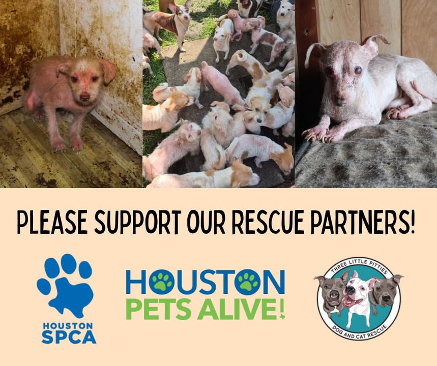 Thanks to incredible partners, the Animal Shelter is rallying support for dozens of hoarded pups; your donations to these organizations can truly make a difference.
