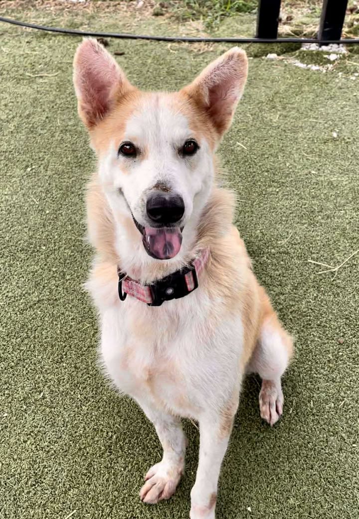 Destiny’s ready to be your new best friend and adoptable for free if you get her before her expiration day. Destiny’s ready to be your new best friend and adoptable for free if you get her before her expiration day.