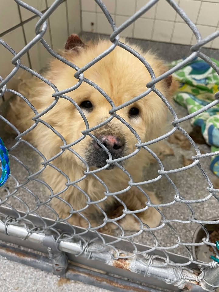 Inmate Charles forgotten by rotten owners needs a rescue big time before his day of death. Inmate Charles forgotten by rotten owners needs a rescue big time before his day of death.