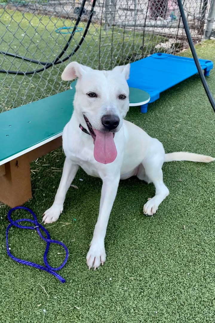 Azalea the victim of irresponsible owners needs you to step up and adopt her for free before she has to die. Azalea the victim of irresponsible owners needs you to step up and adopt her for free before she has to die.