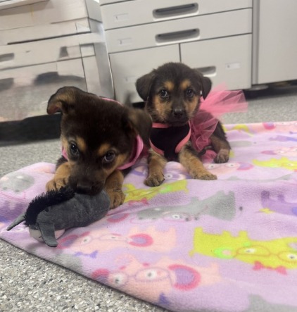 Inmate puppies Sugar and Spice need to be rescued or soon they will have to be killed. Inmate puppies Sugar and Spice need to be rescued or soon they will have to be killed.