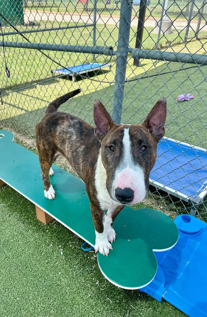 Meet and adopt Astro, the cutest shelter pup whose drawn the short stick to the long walk hall of death. Meet and adopt Astro, the cutest shelter pup whose drawn the short stick to the long walk hall of death.