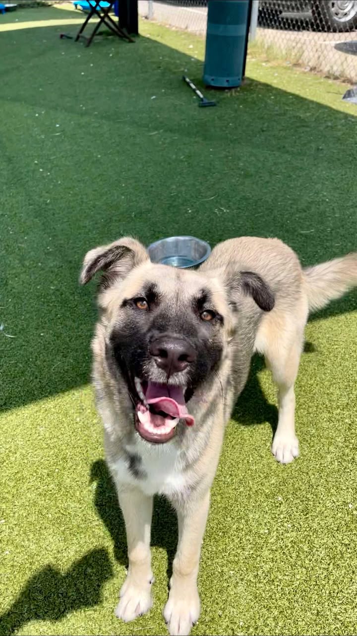 Not much time left before prisoner Jordan is in the line to die. He’s adoptable for free right now. Not much time left before prisoner Jordan is in the line to die. He’s adoptable for free right now.