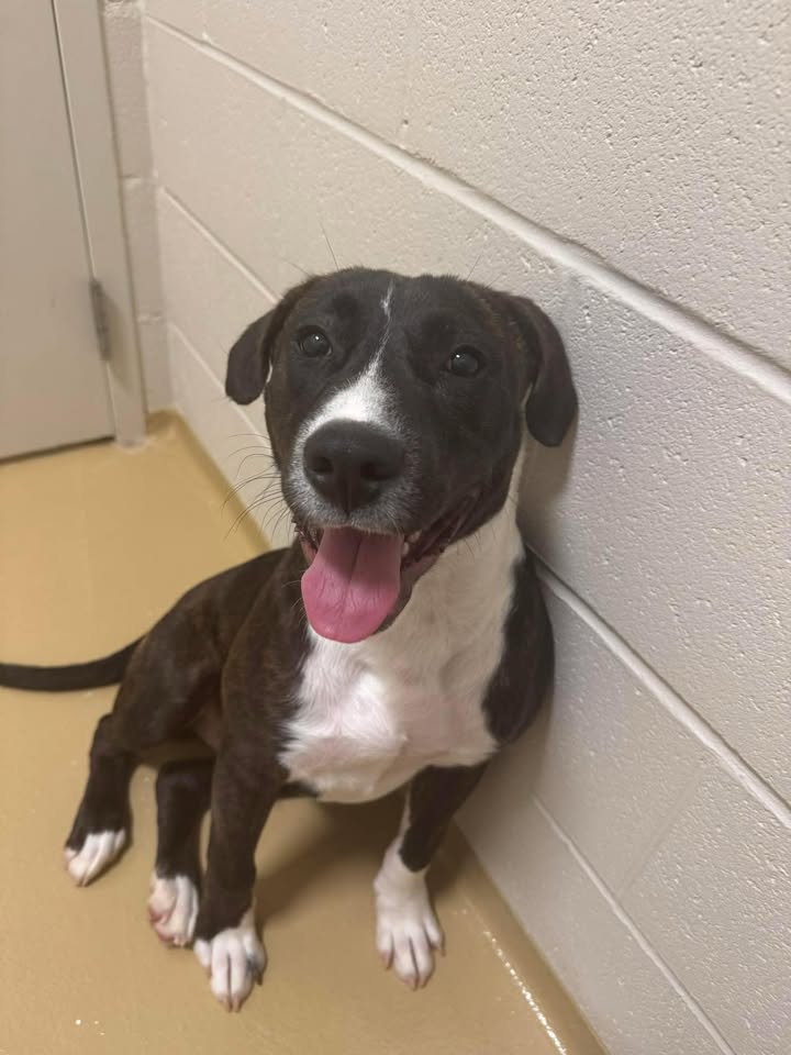 Locked up Frankie needs your big heart to save his life from the sleep forever jab. He’s adoptable for free right now. Locked up Frankie needs your big heart to save his life from the sleep forever jab. He’s adoptable for free right now.