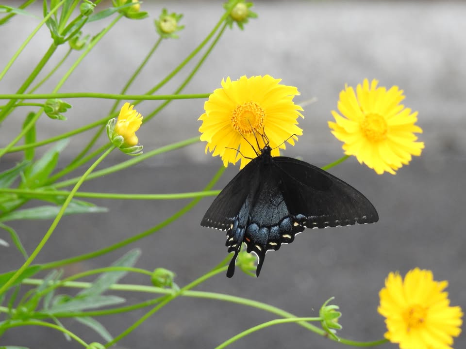 Celebrate National Pollinator Week by planting native flowers to attract bees and butterflies, and watch your garden come alive with vibrant life. Celebrate National Pollinator Week by planting native flowers to attract bees and butterflies, and watch your garden come alive with vibrant life.