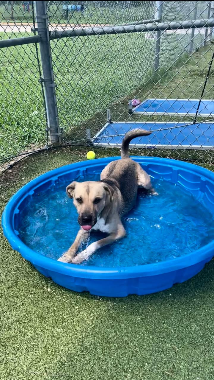 If you’re looking for a splash buddy then adopt Enzo. He’s got less time to live than a fish out of water. If you’re looking for a splash buddy then adopt Enzo. He’s got less time to live than a fish out of water.