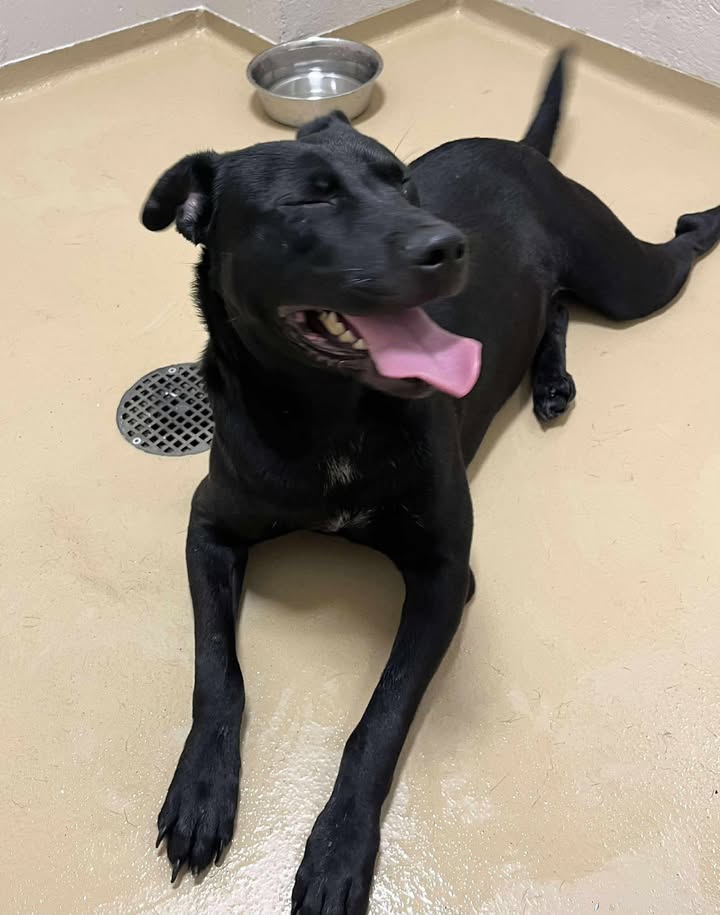 Meet inmate George, the lovable Labrador mix whose looking down the hall of death if not adopted soon. The Animal Shelter opens at 11. Meet inmate George, the lovable Labrador mix whose looking down the hall of death if not adopted soon. The Animal Shelter opens at 11.