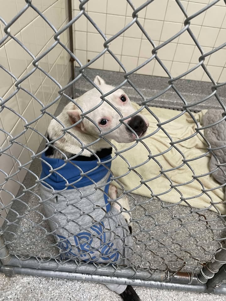 Rescue plea for Oscar needing help for femoral head ostectomy surgery and skipping the death list. Rescue plea for Oscar needing help for femoral head ostectomy surgery and skipping the death list.
