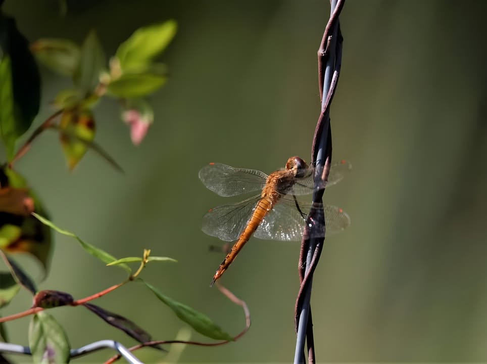Meet the globe skimmer, the world’s champion traveler among insects, soaring thousands of miles to hang out at Armand Bayou. Meet the globe skimmer, the world’s champion traveler among insects, soaring thousands of miles to hang out at Armand Bayou.
