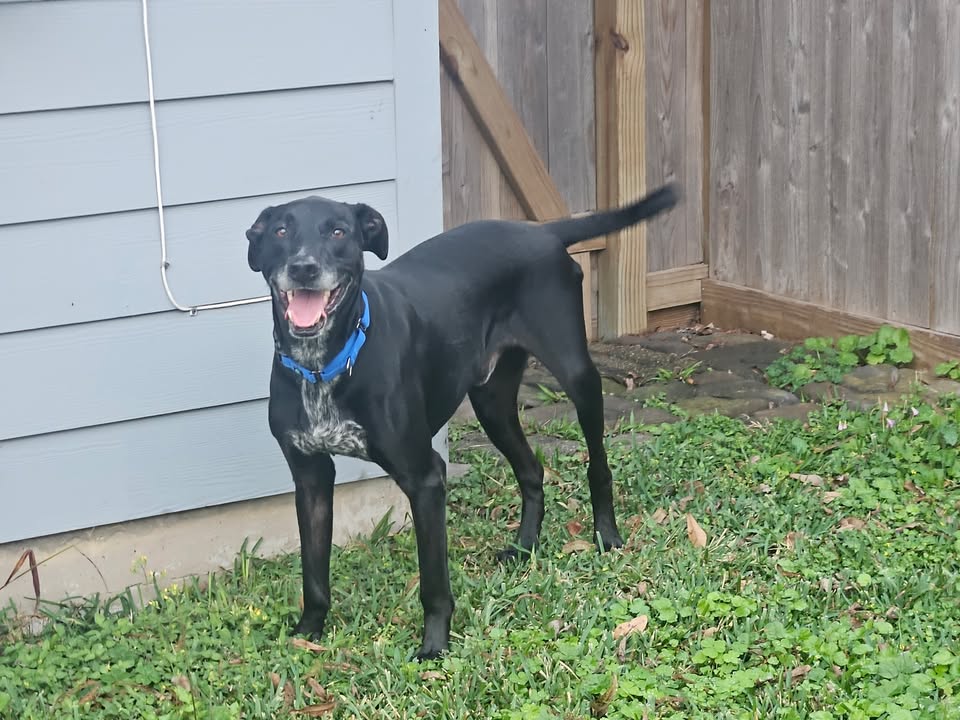 Foster pups Baird and Salt have awesome foster parents and ready to find your lap to settle in.