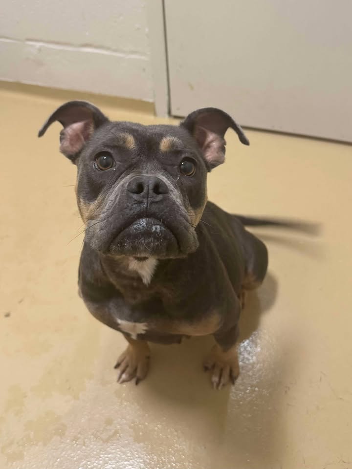 Prisoner Dutchess is eager to find her forever home because she’s within a very short time of overstaying her welcome at the shelter and my goodness look at that face. Prisoner Dutchess is eager to find her forever home because she’s within a very short time of overstaying her welcome at the shelter and my goodness look at that face.