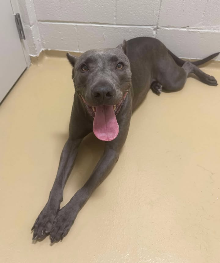 Prisoner Silvia, once in a forever home, now quietly waits in her kennel having no idea how close she is to becoming worm dirt.