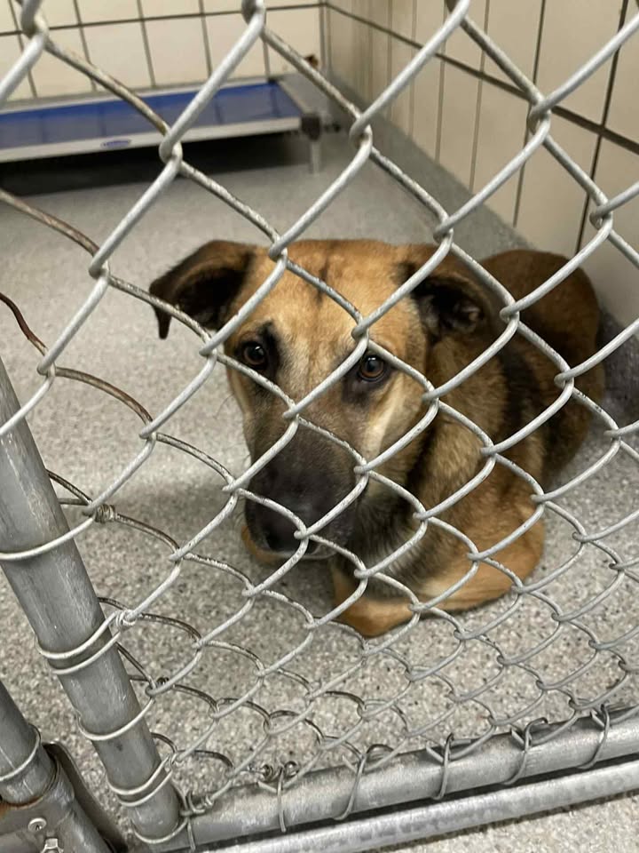 No one came for Jeff. From a hoarding house, to the shelter, now closer than ever to being gone forever. He’s adoptable for free. No one came for Jeff. From a hoarding house, to the shelter, now closer than ever to being gone forever. He’s adoptable for free.
