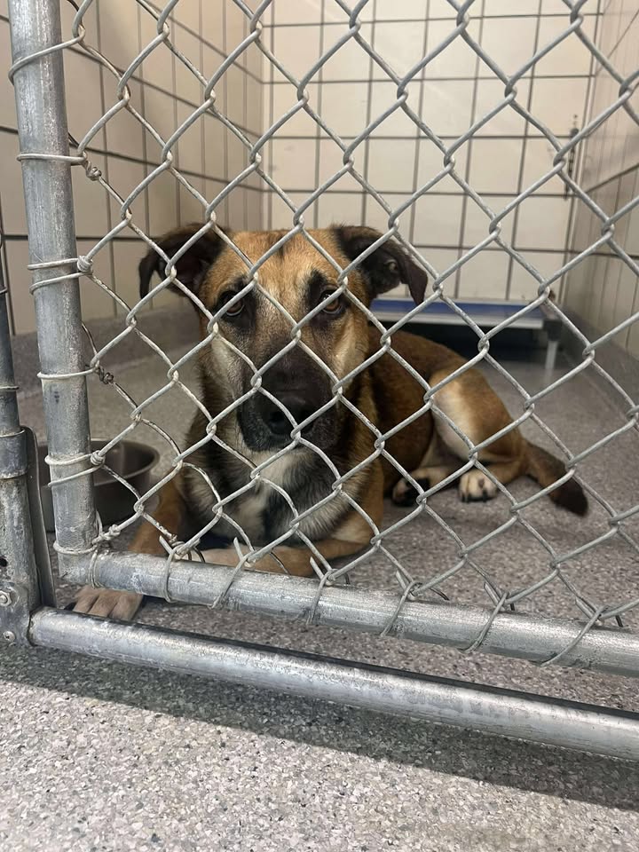 Jeff spent a lot of time in a hoarding home and now has little time left to live in the Animal Shelter. He’s adoptable for free and likely grateful for forever.