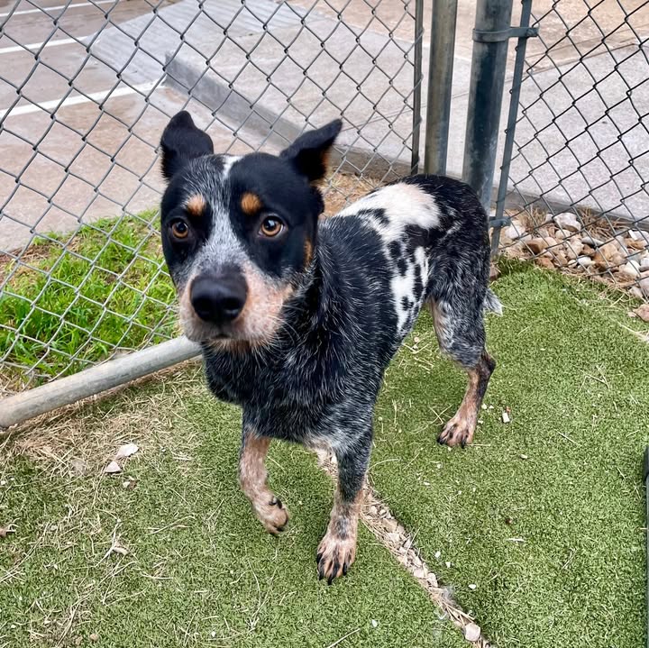 Check out Ranger, a sweet pup ready for adventure, waiting on you to adopt him before he has to be put to sleep. For life. Check out Ranger, a sweet pup ready for adventure, waiting on you to adopt him before he has to be put to sleep. For life.