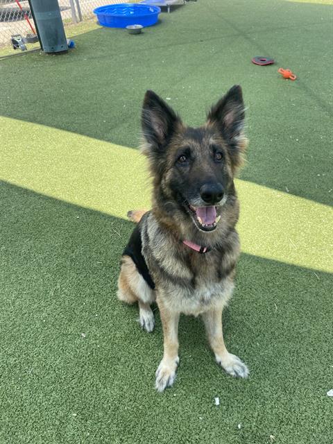 Pretty Ellie’s smiling but has no idea she’s on the short list to the walk of death if you don’t pick her up for free.