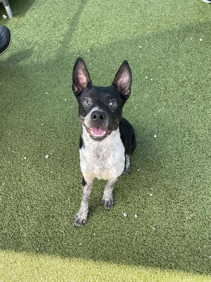 Don’t let Arlo die, the adorable Aussie Cattle Dog mix overflows with love and desperately needs you to adopt him for free. Don’t let Arlo die, the adorable Aussie Cattle Dog mix overflows with love and desperately needs you to adopt him for free.