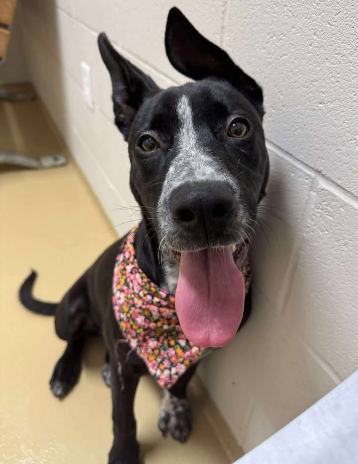 Death row inmate Tilly’s got a heart of gold but cannot prove that to you until you adopt her before her short list of options are exhausted. Death row inmate Tilly’s got a heart of gold but cannot prove that to you until you adopt her before her short list of options are exhausted.